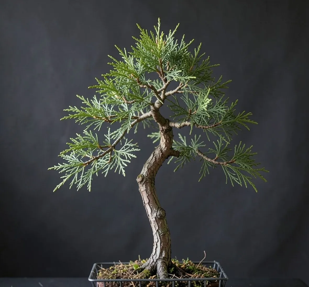 bonsai cipresso