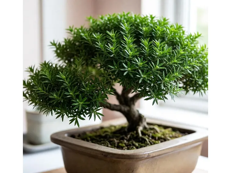 bonsai cotoneaster