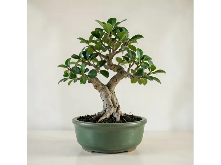 bonsai