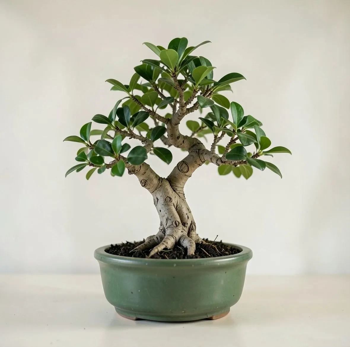 bonsai
