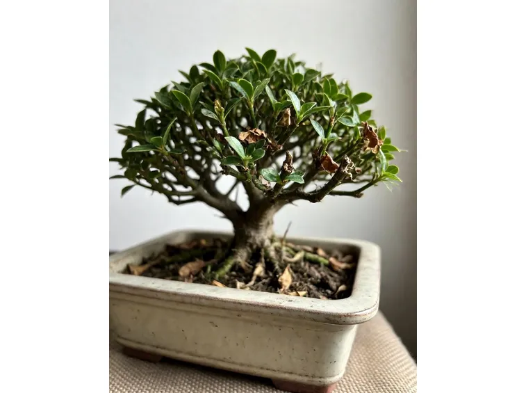 Serissa