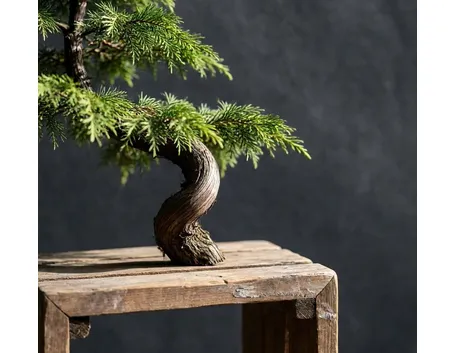 Bonsai di cipresso