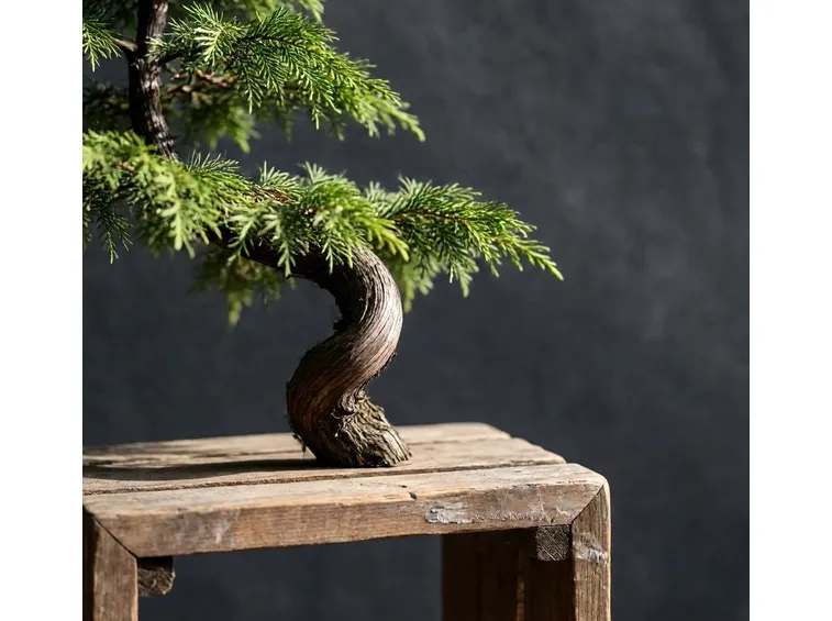 Bonsai di cipresso