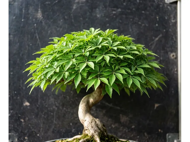 Zelkova