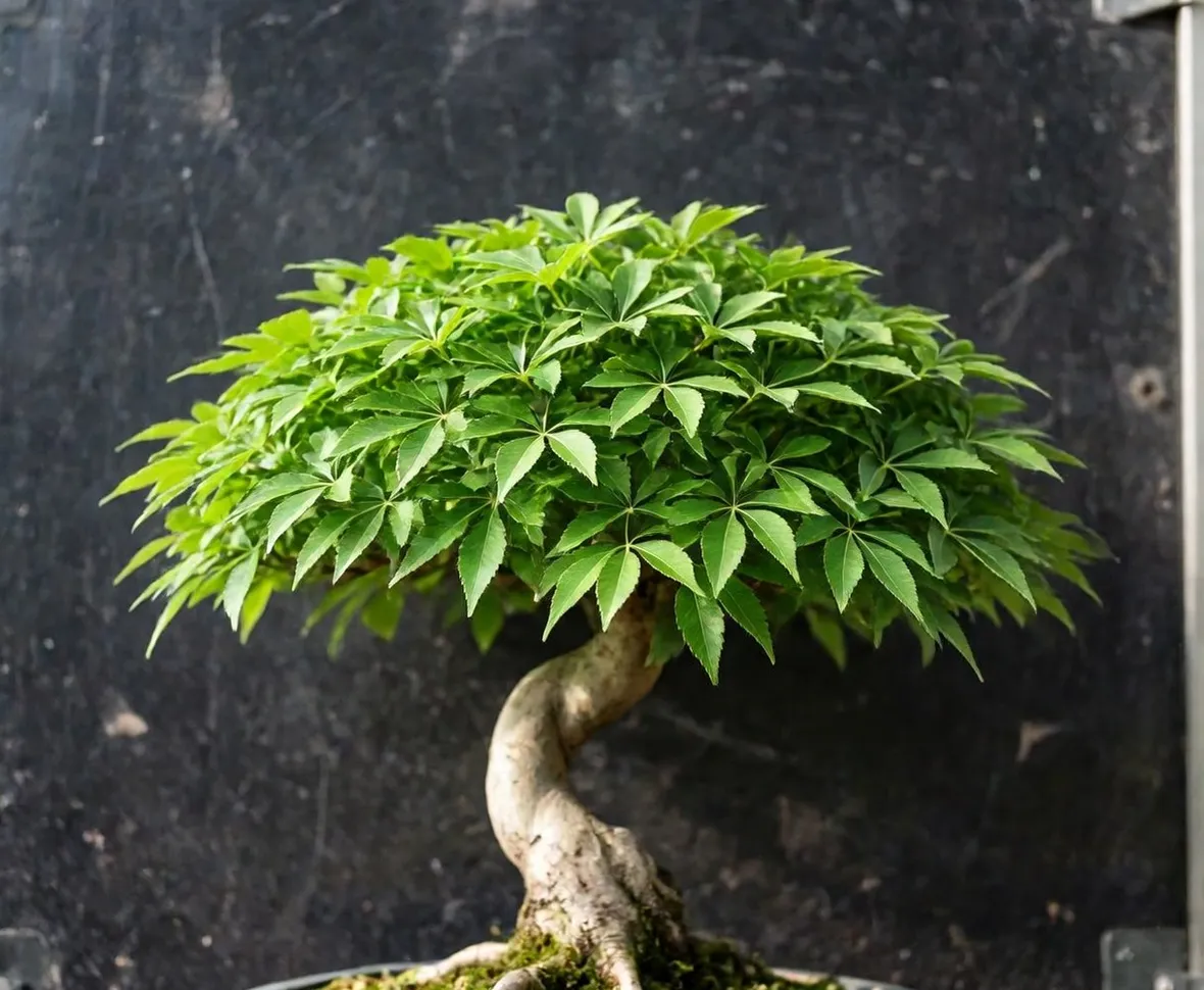 Zelkova