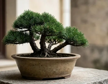 Conifere bonsai