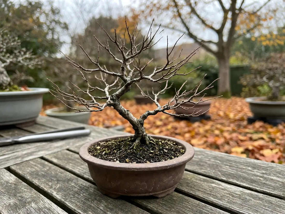 Novembre, il mese in cui la struttura del bonsai torna visibile