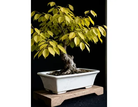 carpino bonsai