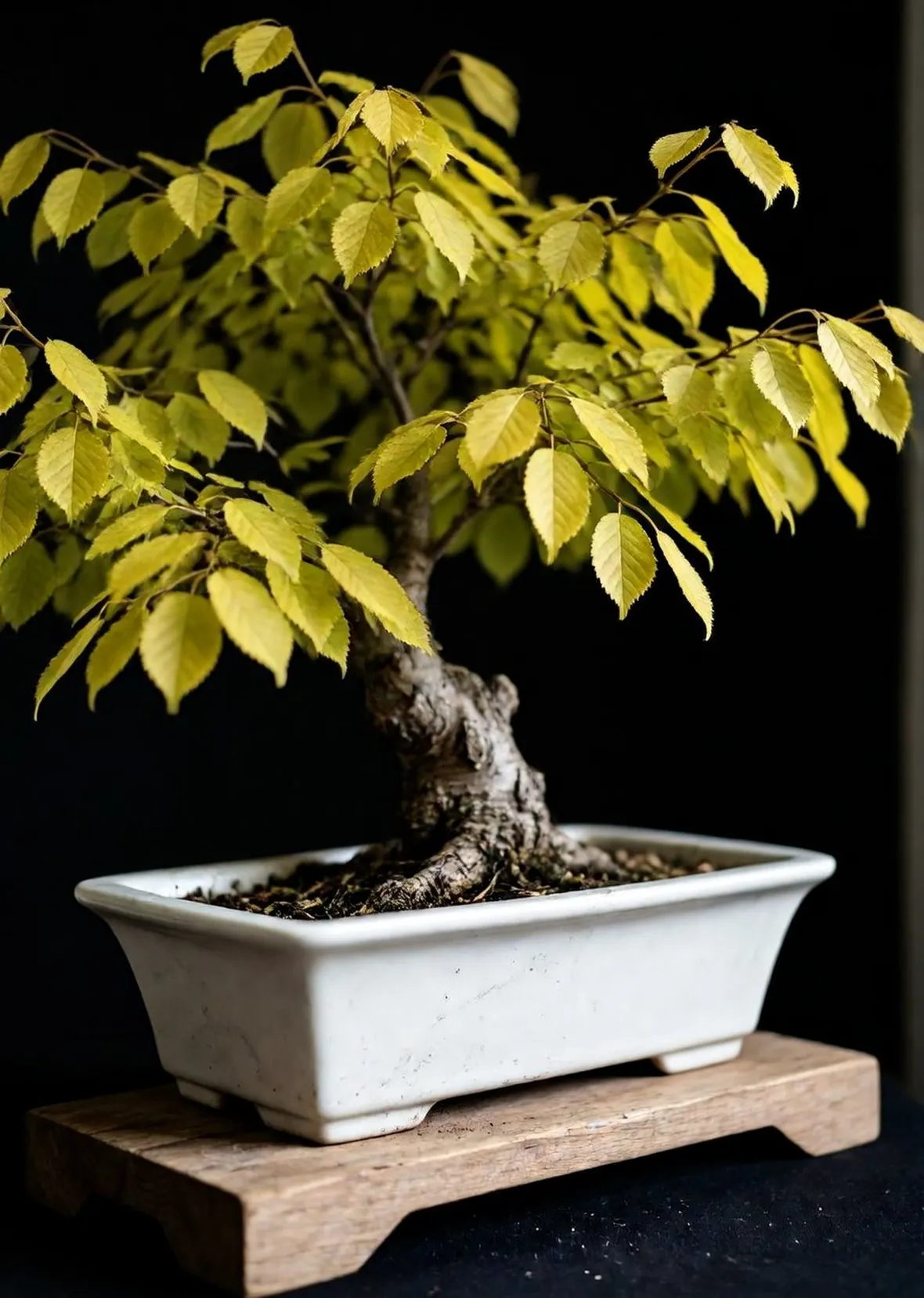 carpino bonsai