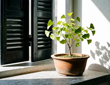 bonsai ginkgo biloba