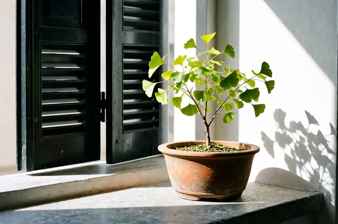 bonsai ginkgo biloba