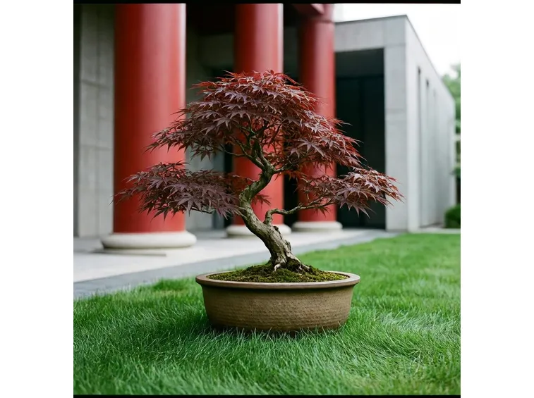 Acero bonsai da esterno