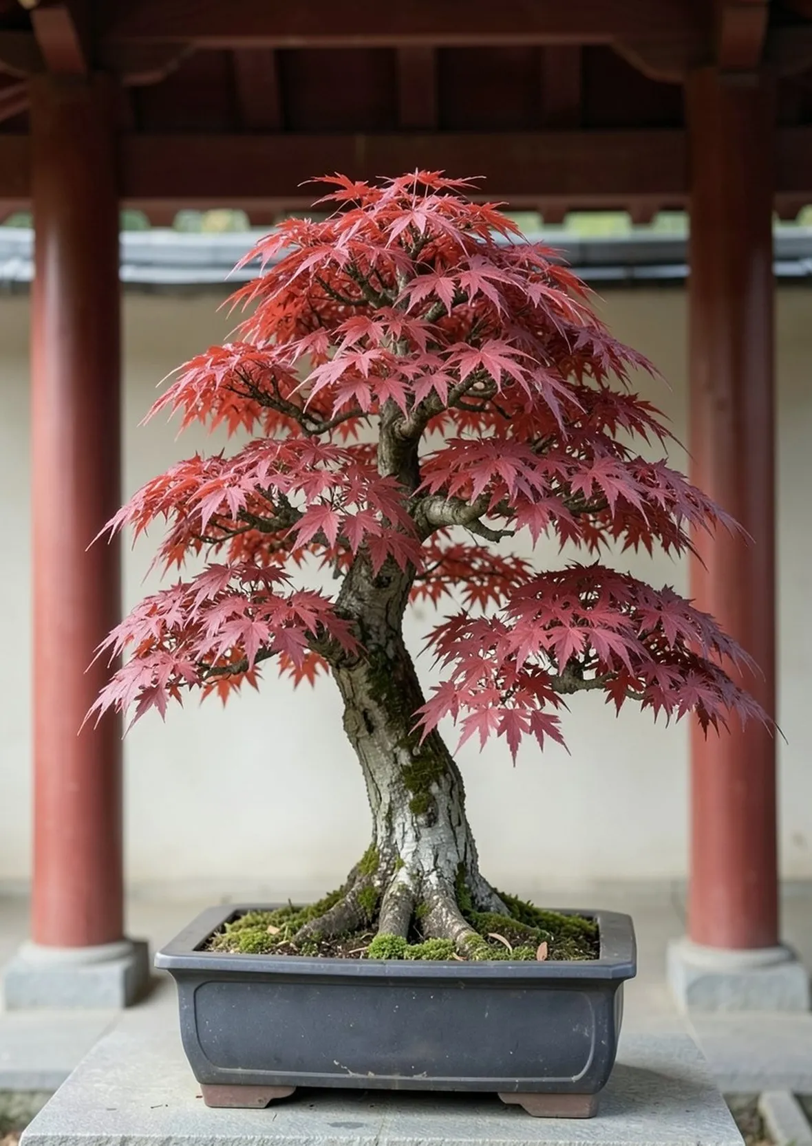 Acero bonsai