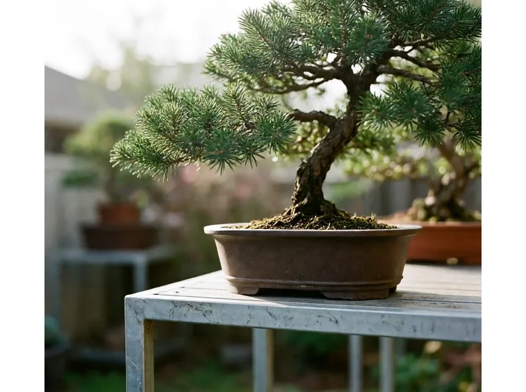 Bonsai di conifere