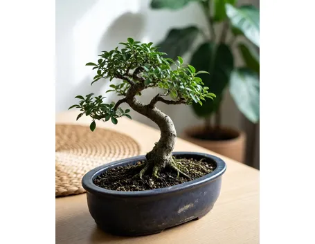 bonsai