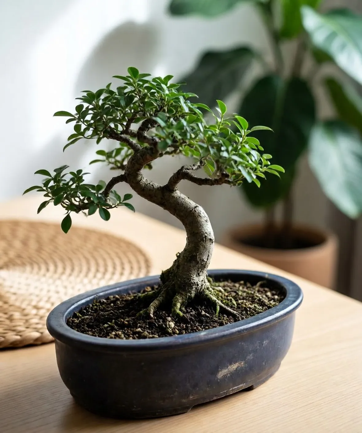 bonsai