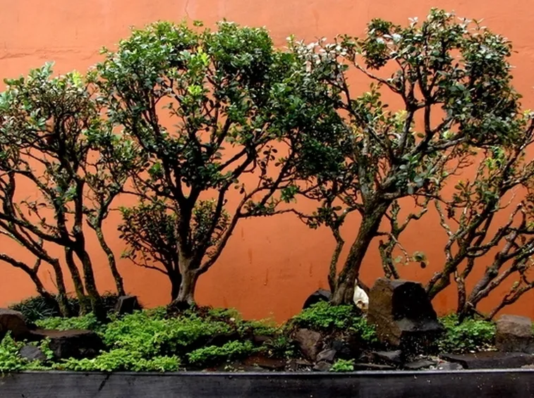 Bonsai a Boschetto