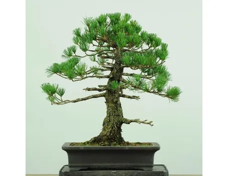 Bonsai abete