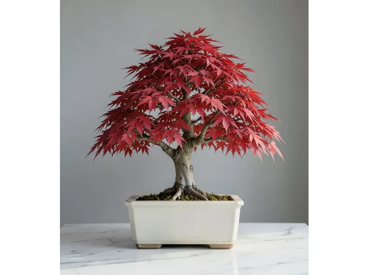 bonsai acero