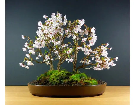 bonsai ciliegio