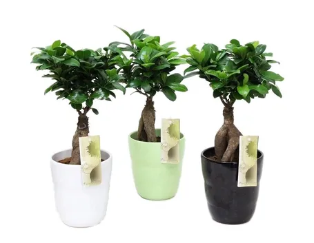 Bonsai ficus ginseng