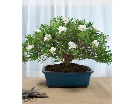 bonsai gardenia