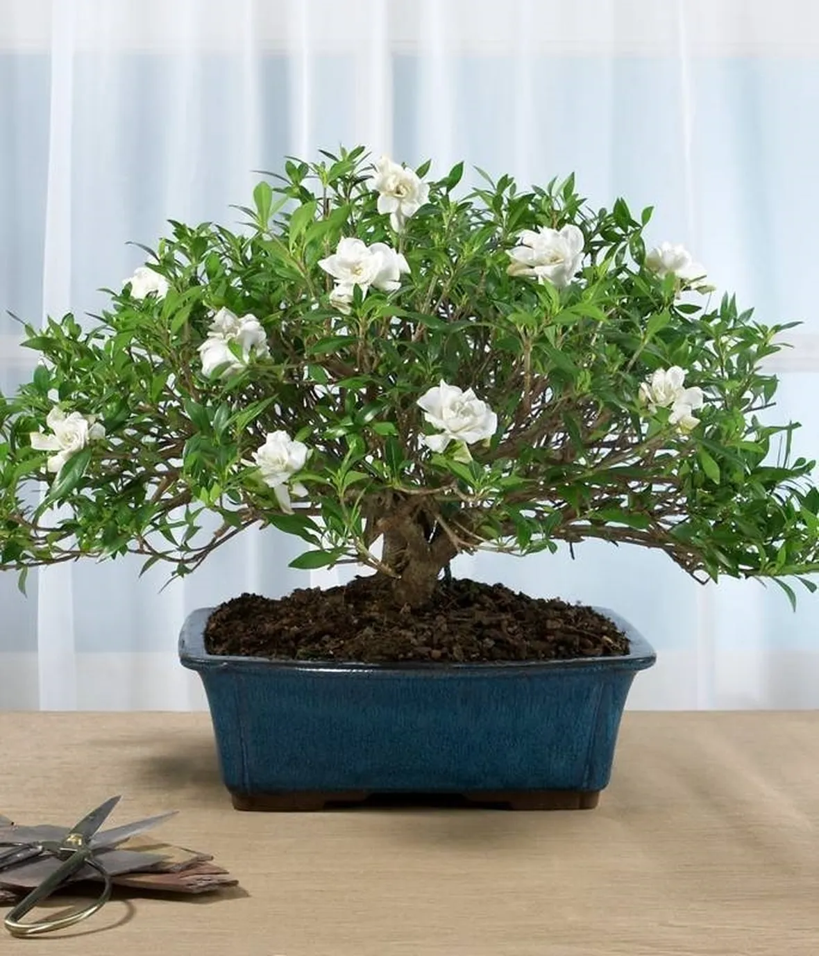 bonsai gardenia