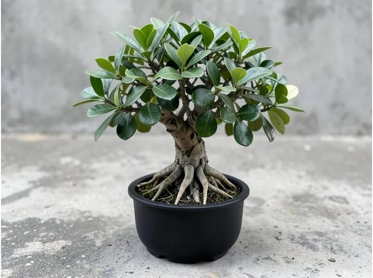 Bonsai ficus ginseng