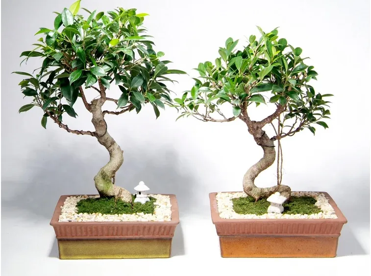 Curare il bonsai ginseng