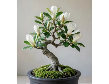 bonsai magnolia