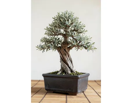 bonsai olivo