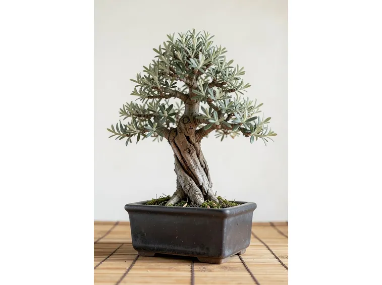 bonsai olivo
