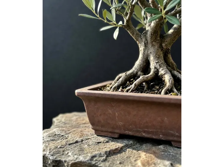 bonsai olivo