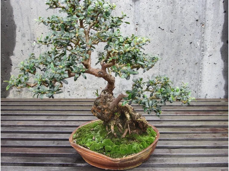 bonsai olivo