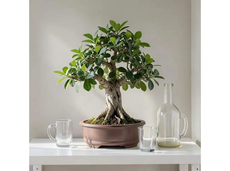 ficus bonsai