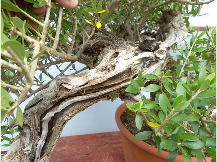 Foglie gialle olivo