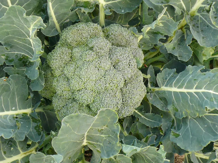 potassio elementi naturali