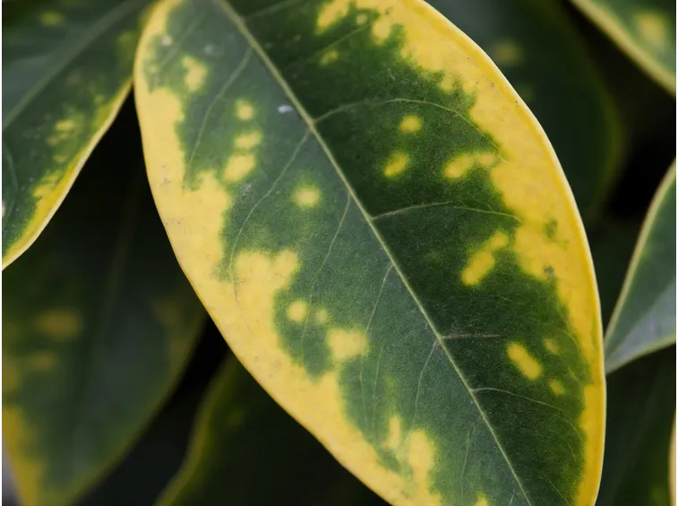 potassio elementi naturali
