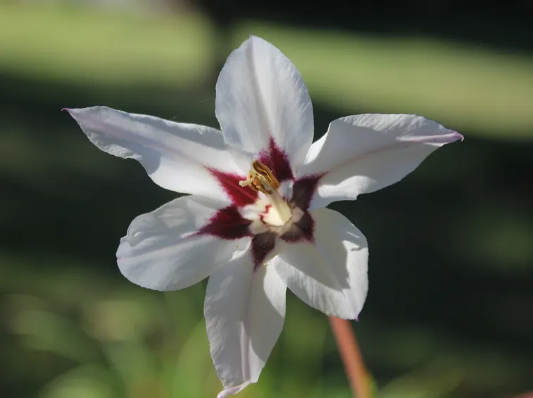 fiore bianco
