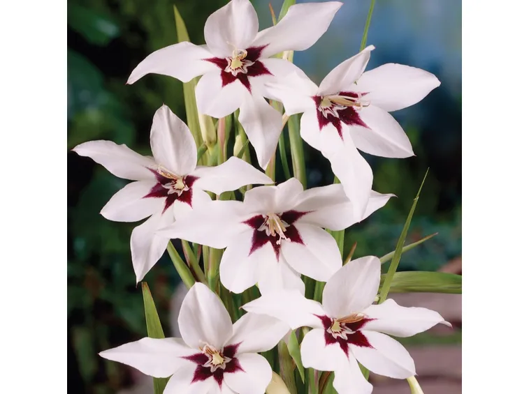 fiori dell'acidanthera