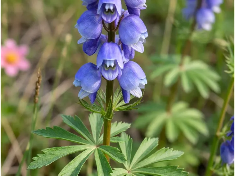 aconitum 1