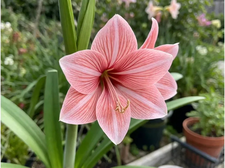 Hippeastrum 