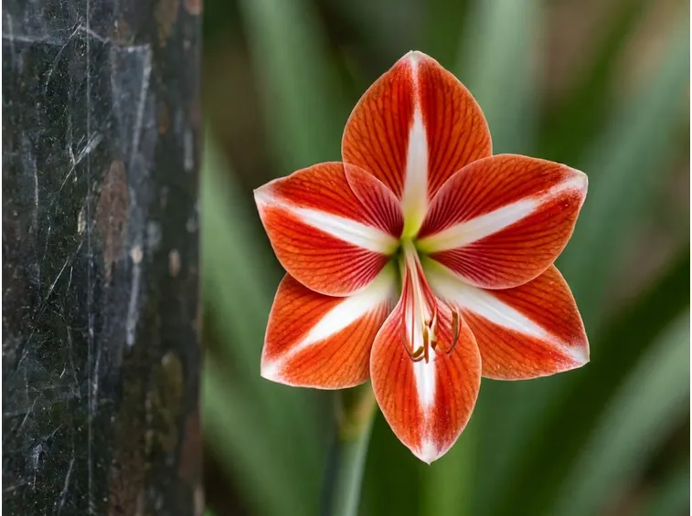 hippeastrum