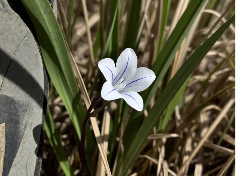 bellevalia