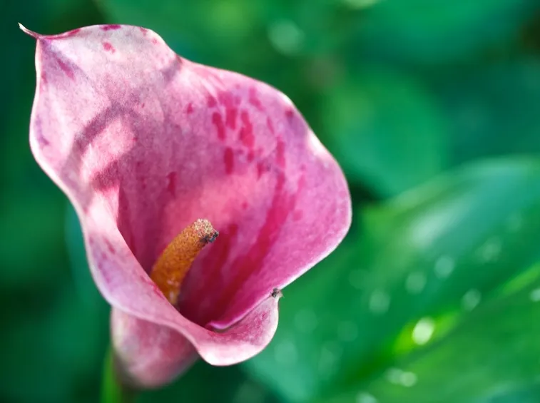 fiore calla colorato