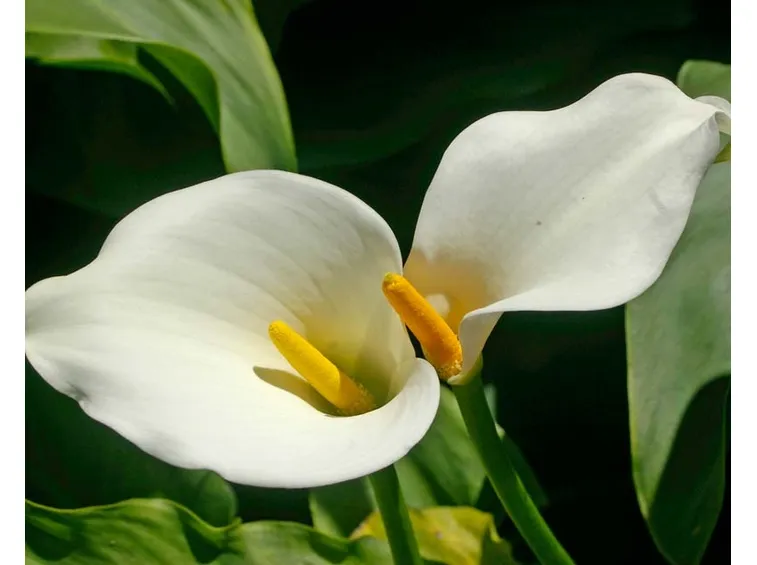 Calla  