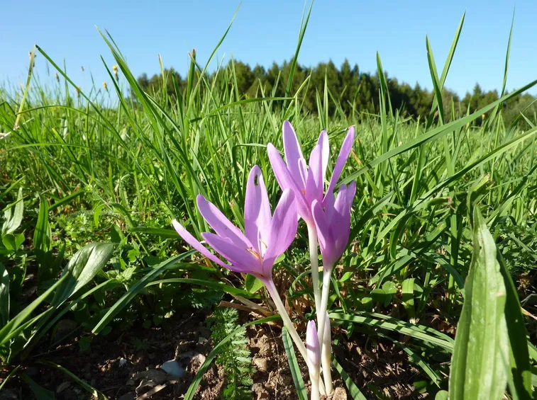 colchicum