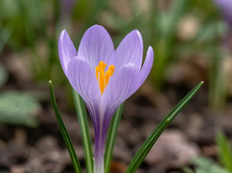 Crocus speciosus