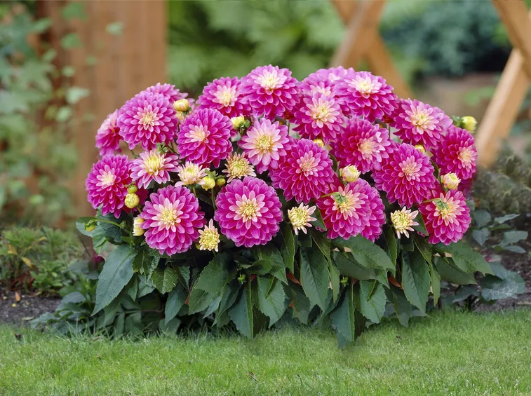 Dalia
