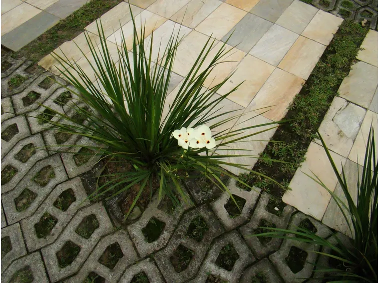 Dietes